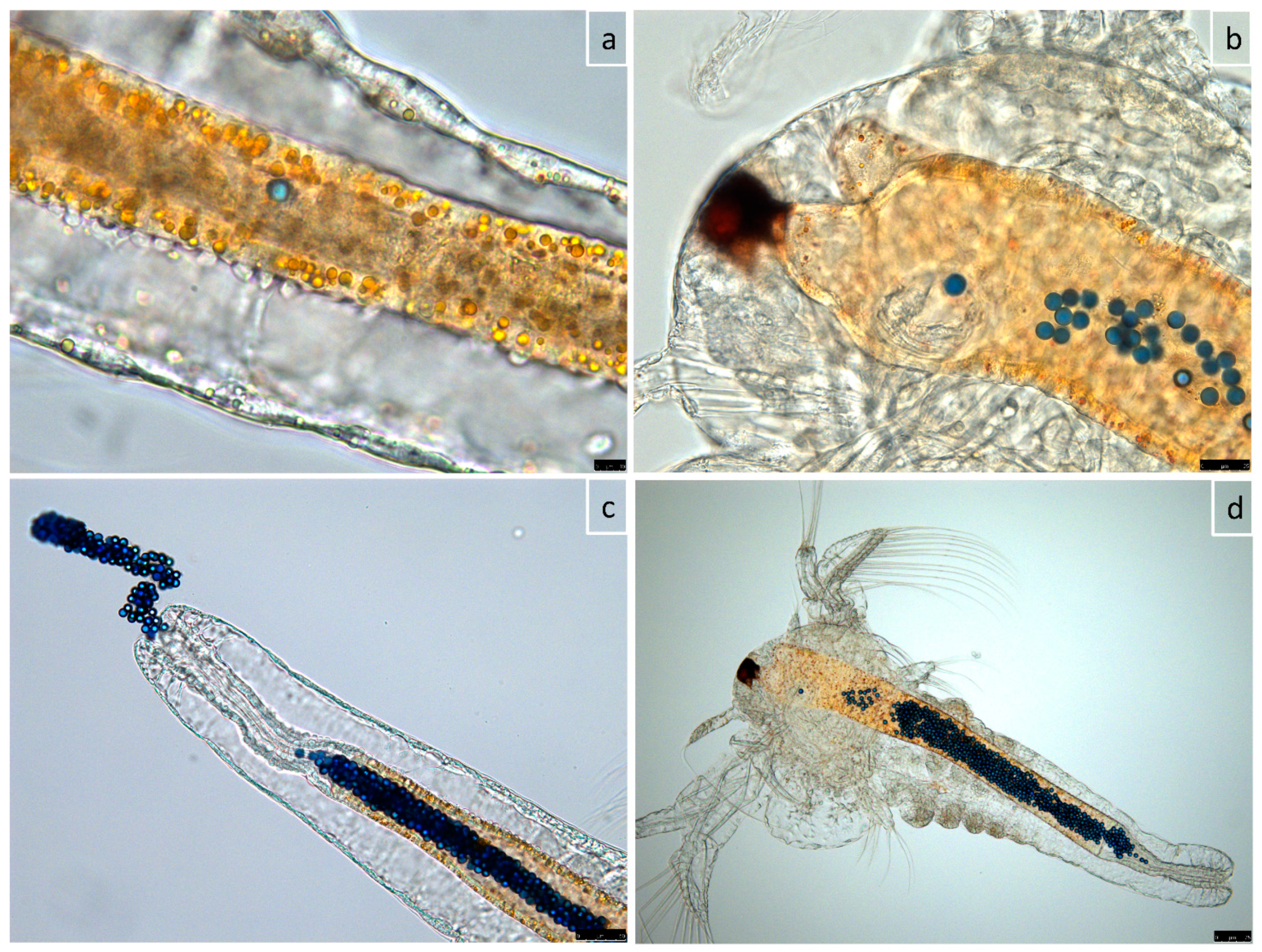 Applsci 11 03352 g003