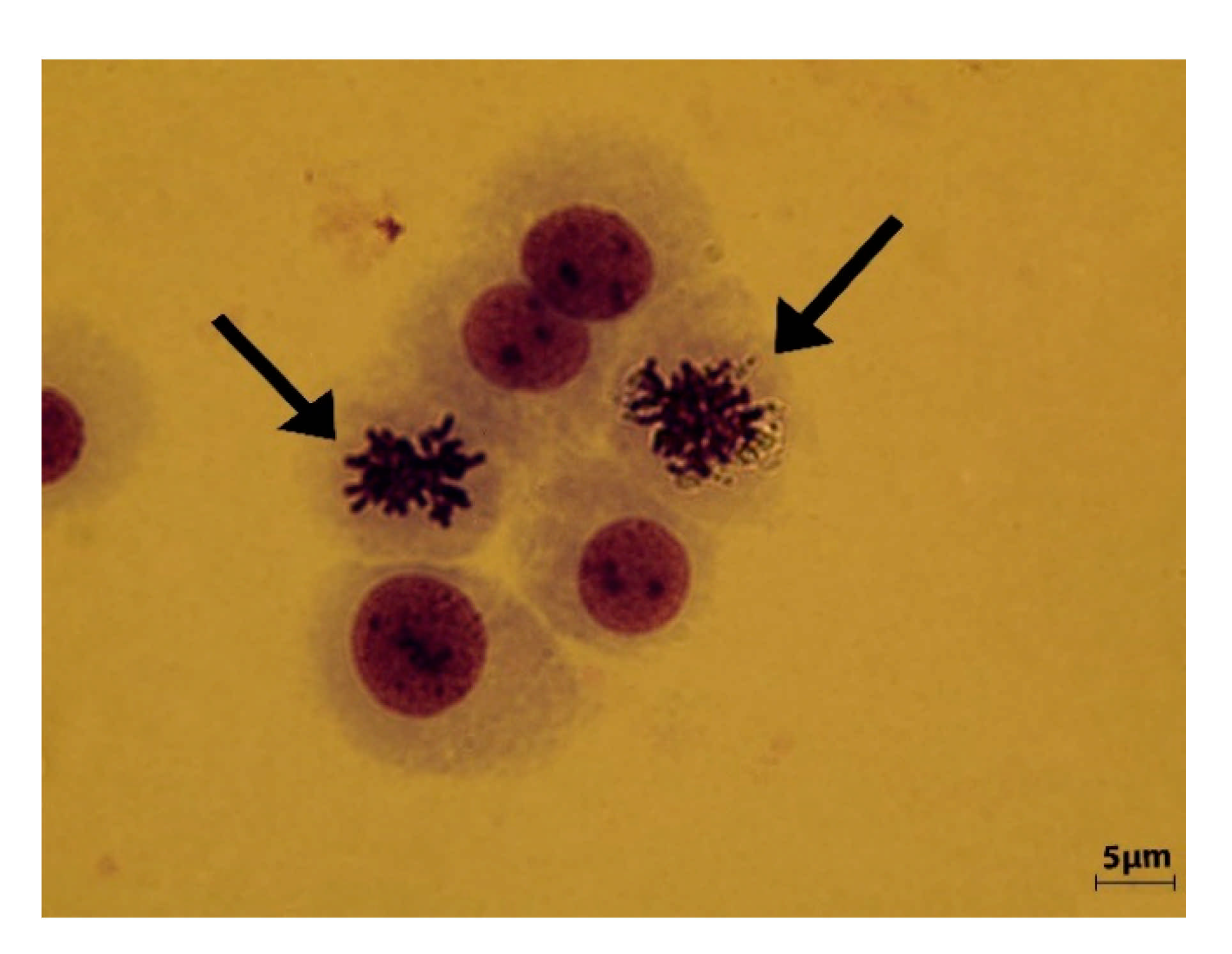 Applsci 11 03777 g006 Applsci 11 03777 g006