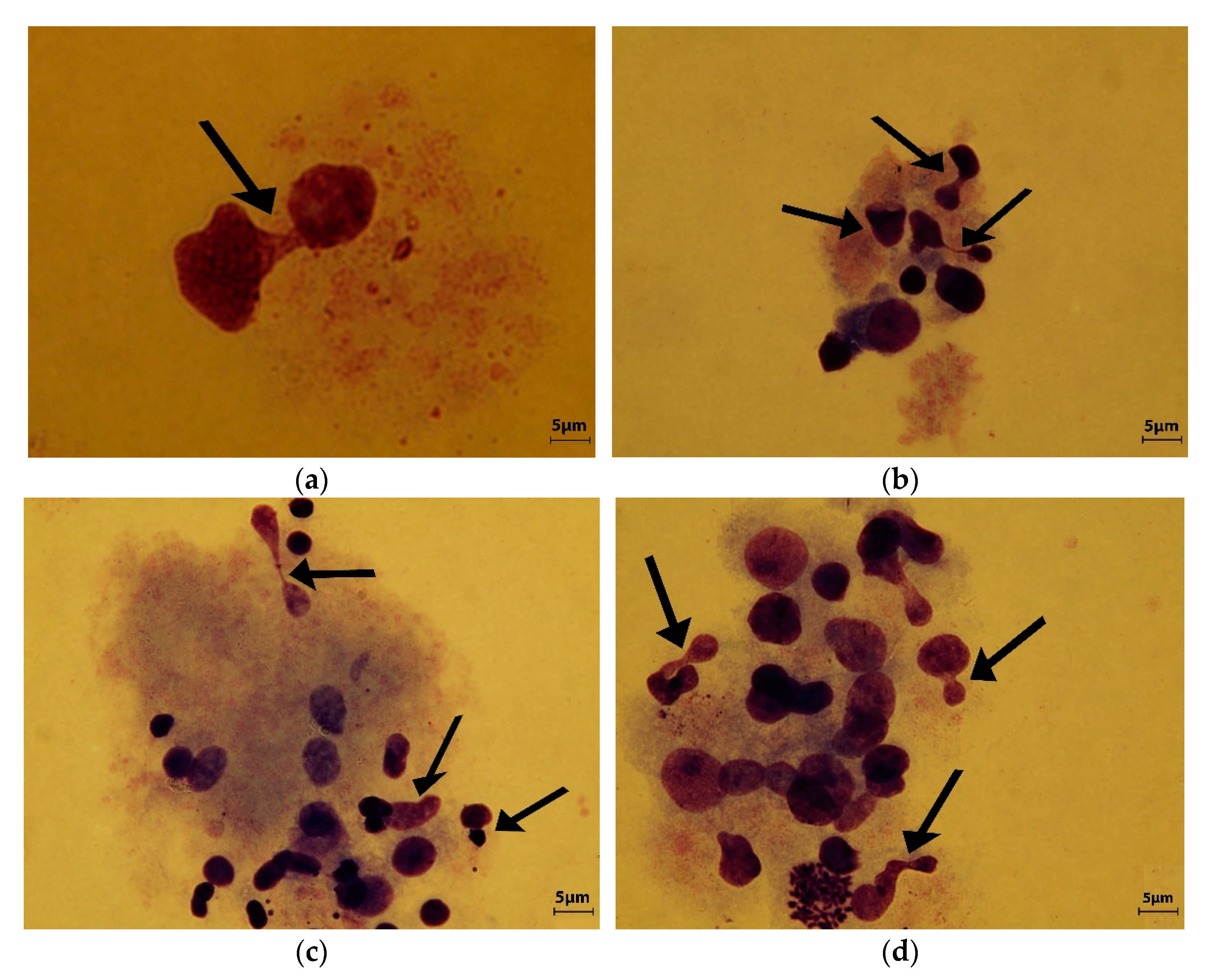 Applsci 11 03777 g008 Applsci 11 03777 g008