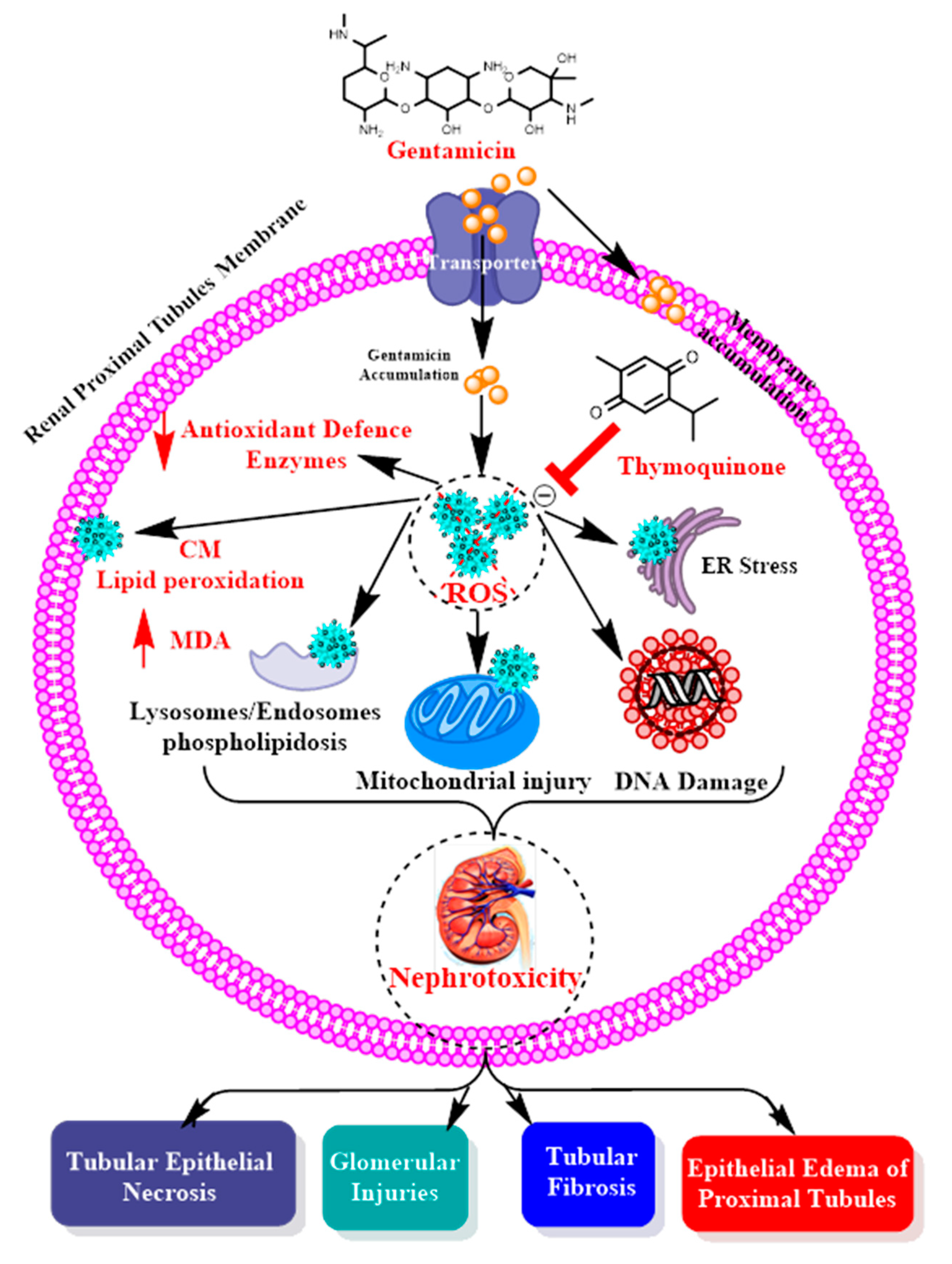 Applsci 11 03981 g003 Applsci 11 03981 g003