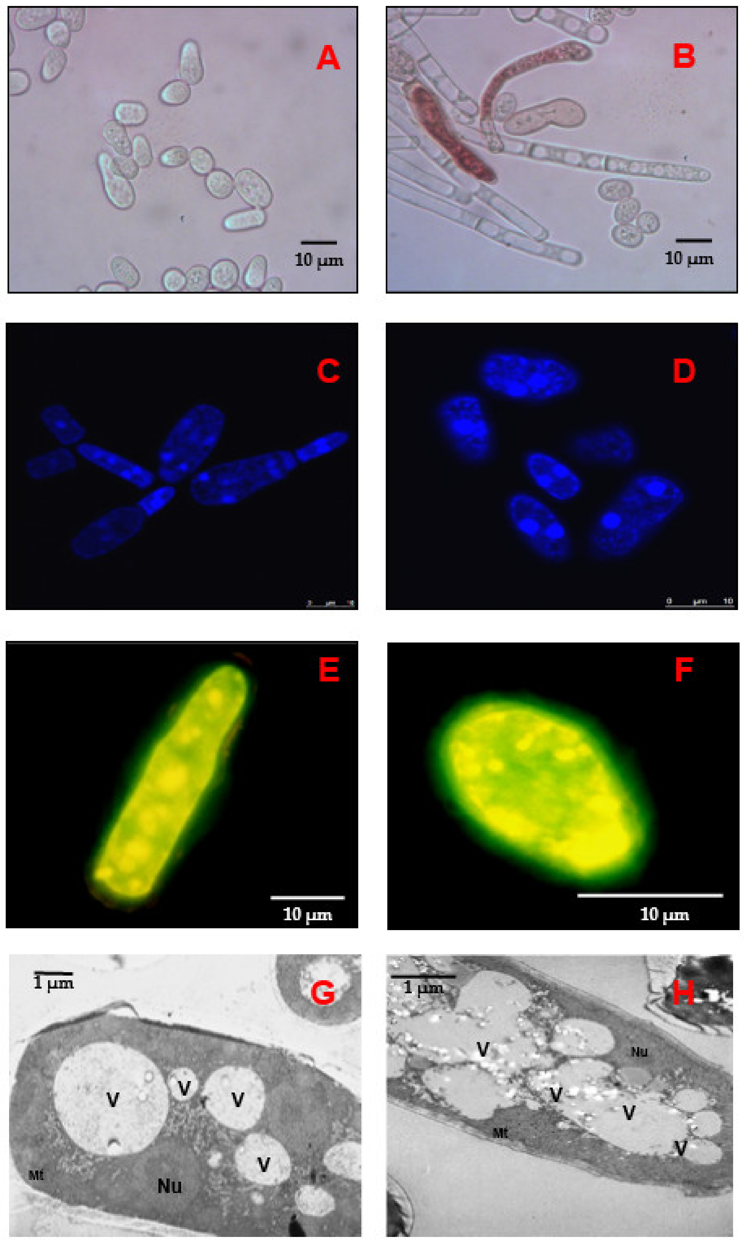 Applsci 11 04069 g002 Applsci 11 04069 g002
