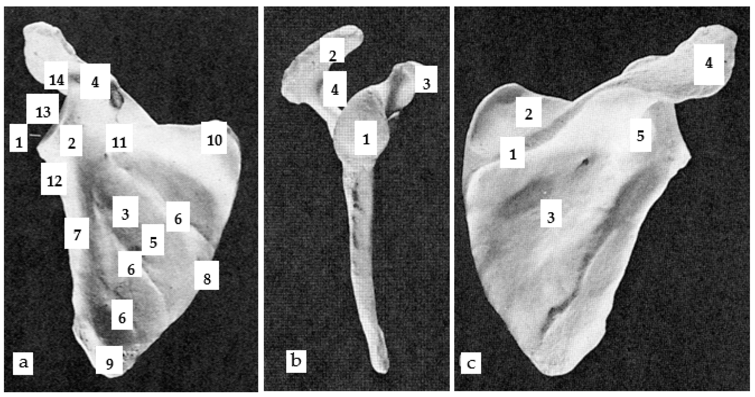 Applsci 11 04545 g005