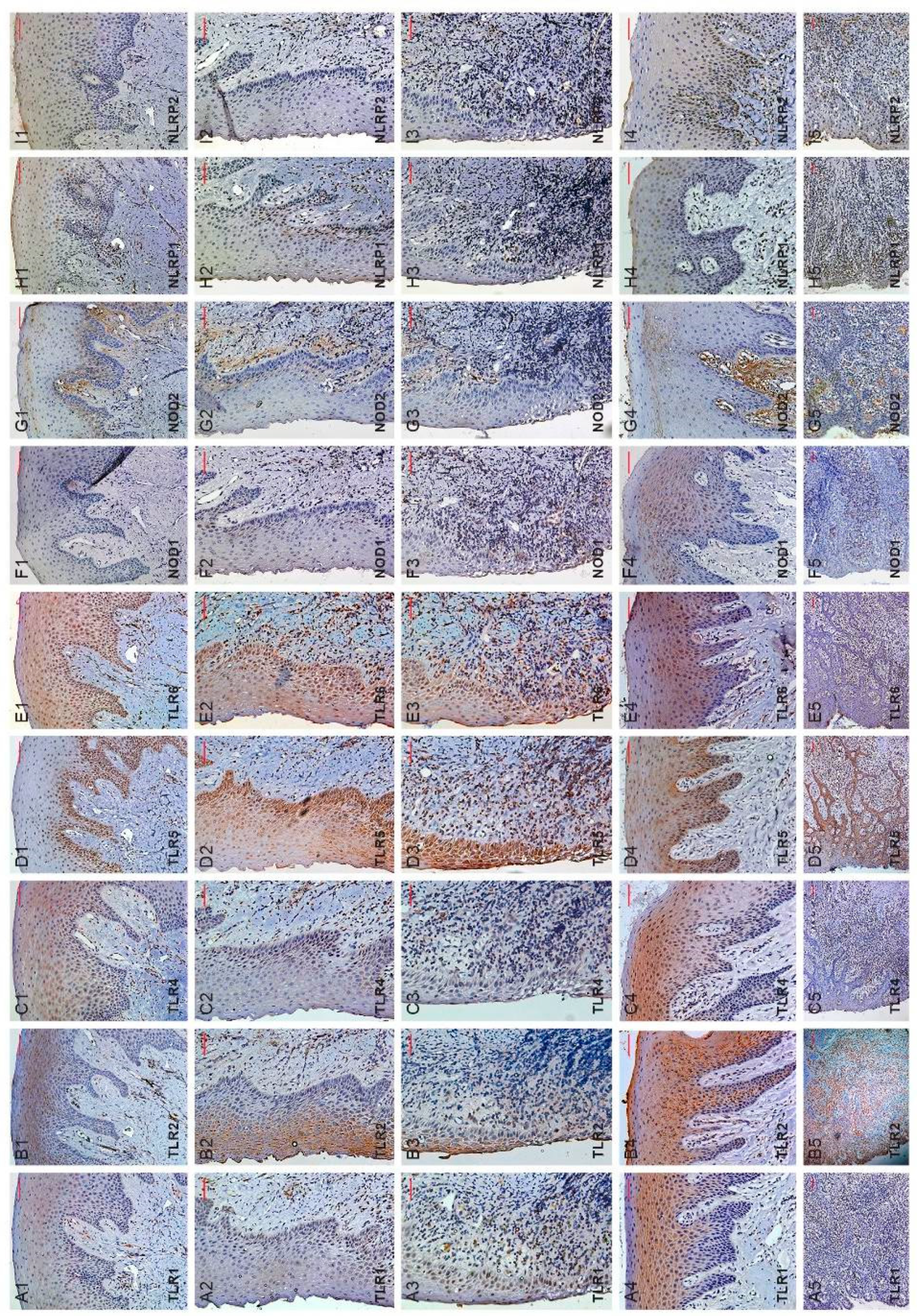 Applsci 11 04724 g001