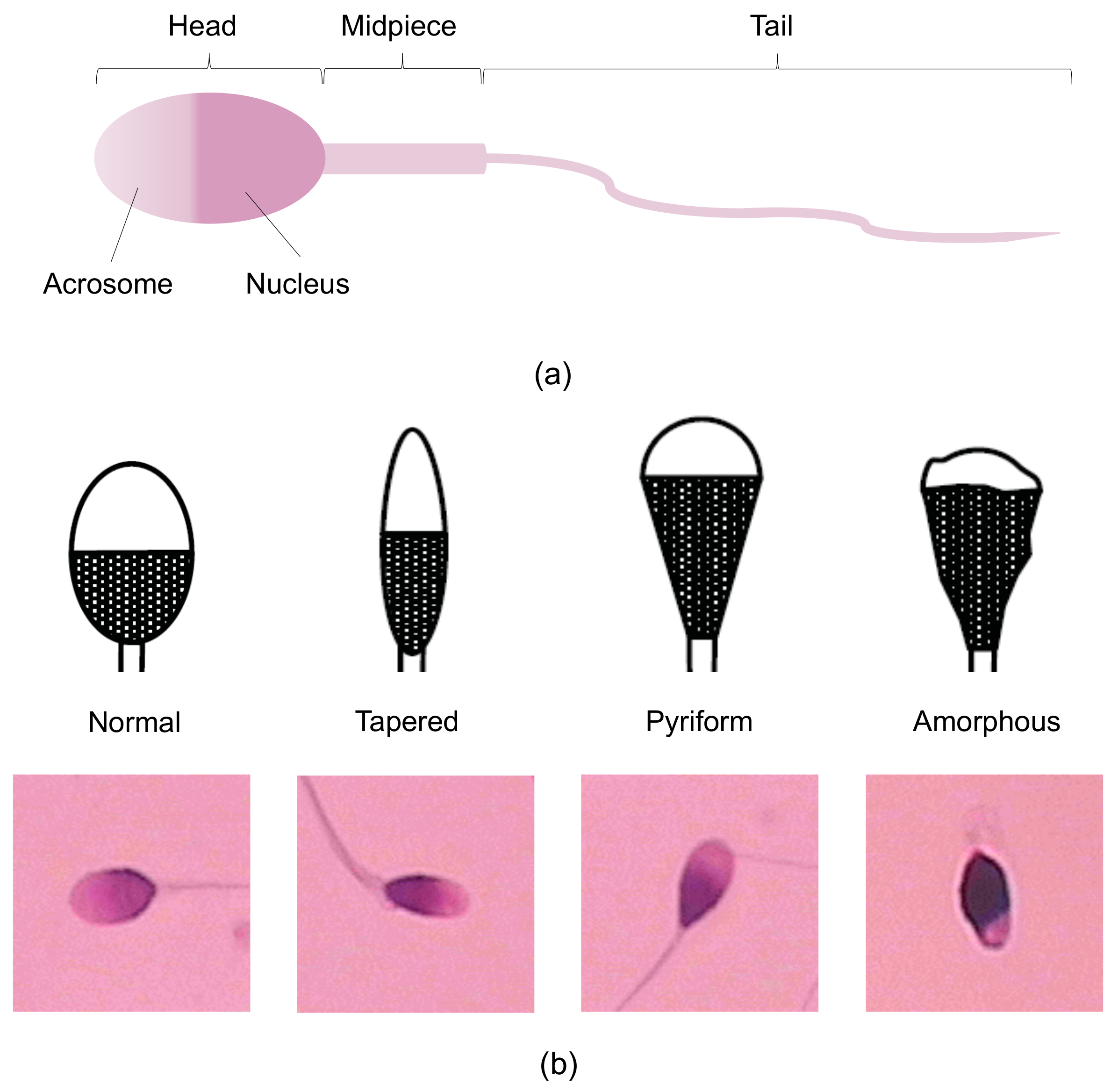 Applsci 11 05369 g001