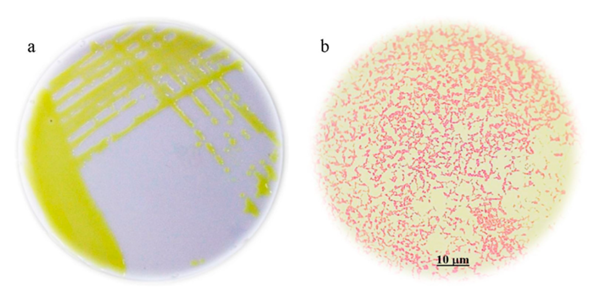 Applsci 11 05391 g001