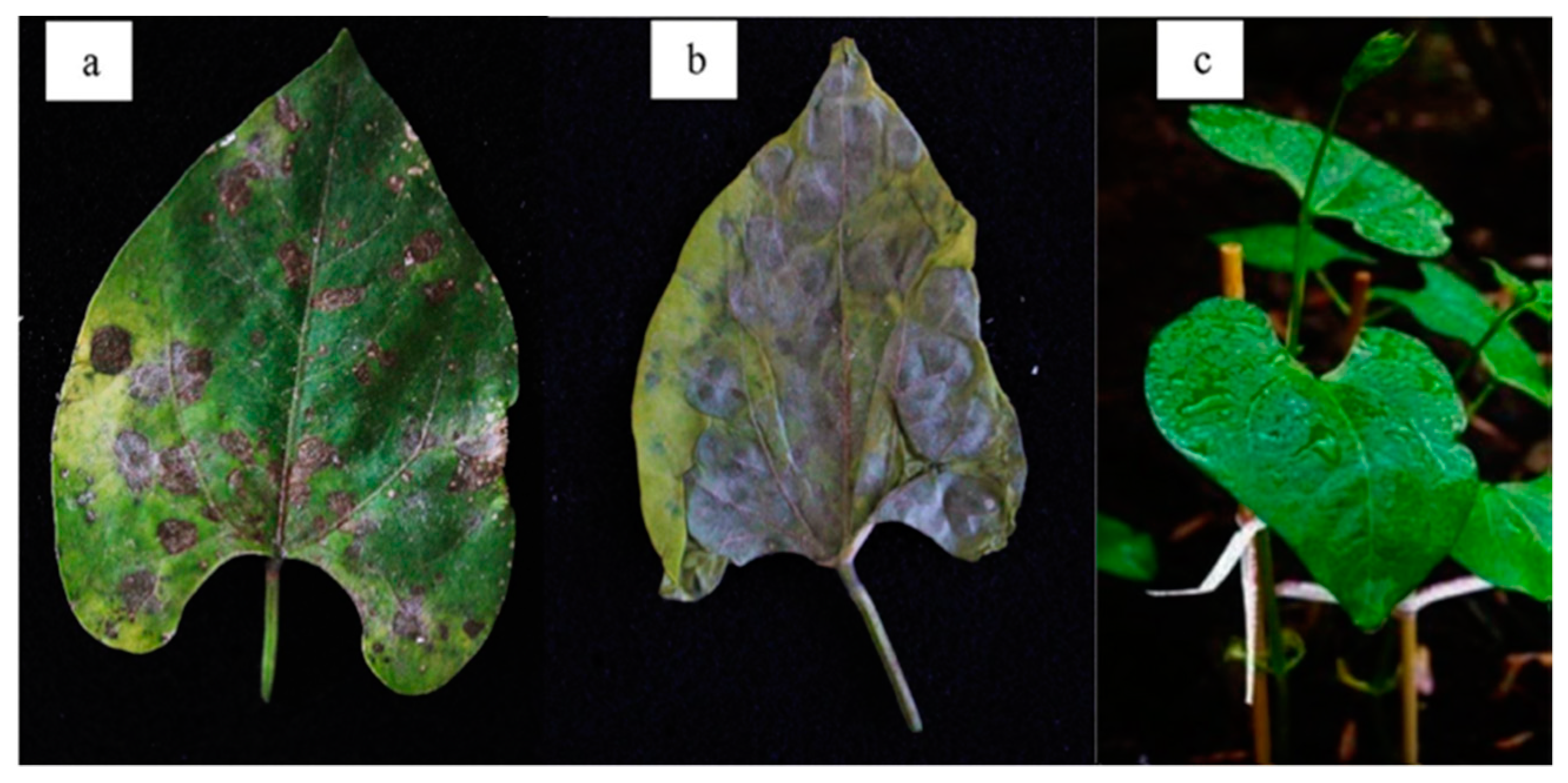 Applsci 11 05391 g002