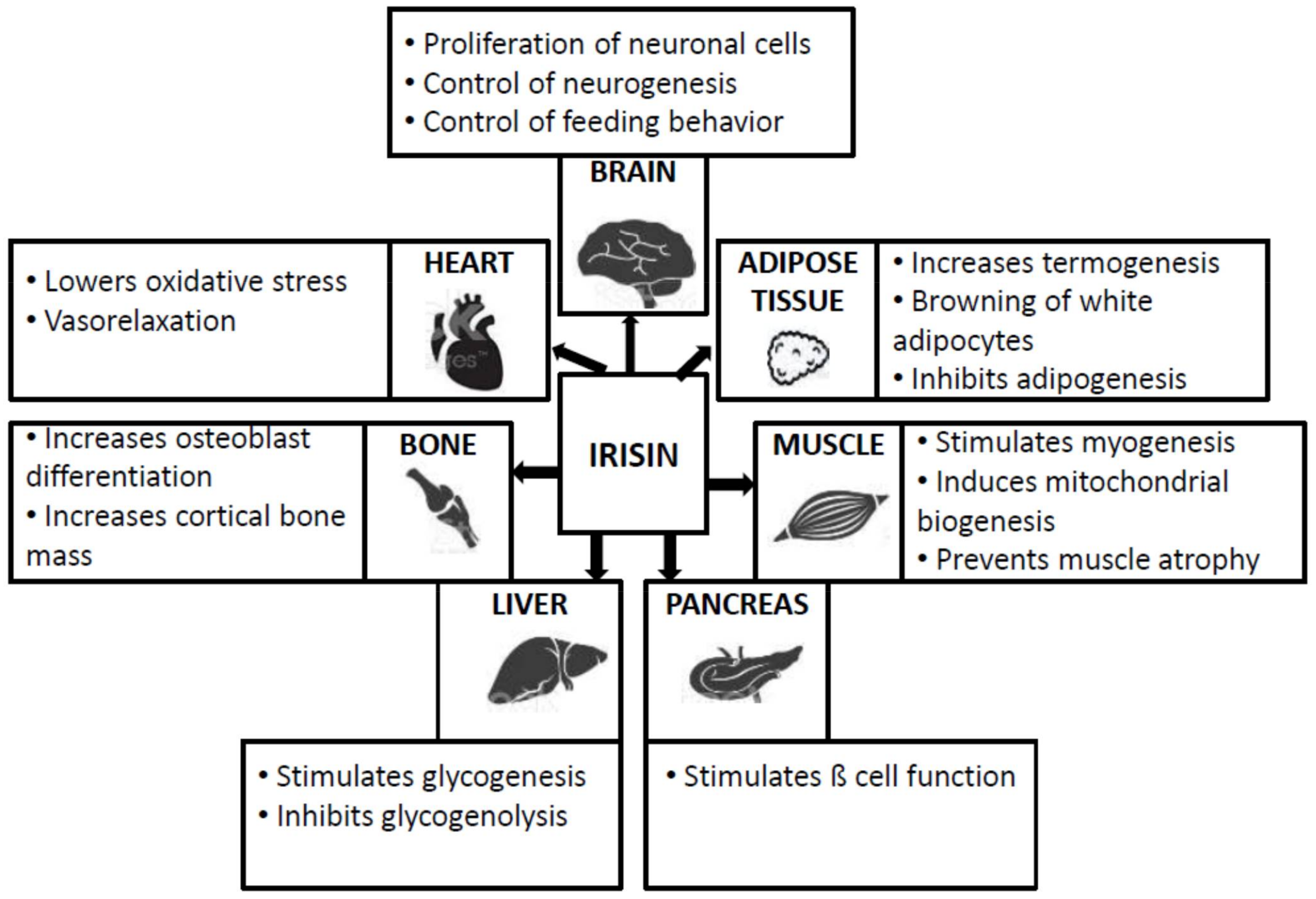Role of Irisin in Endocrine and Metabolic Disorders—Possible New ...