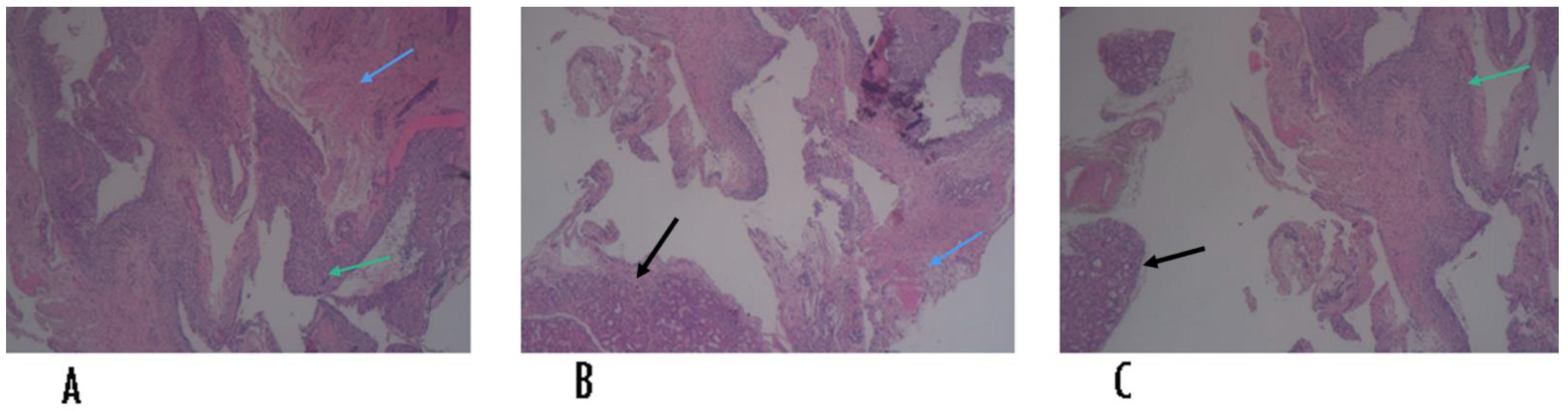 Applsci 11 05819 g005