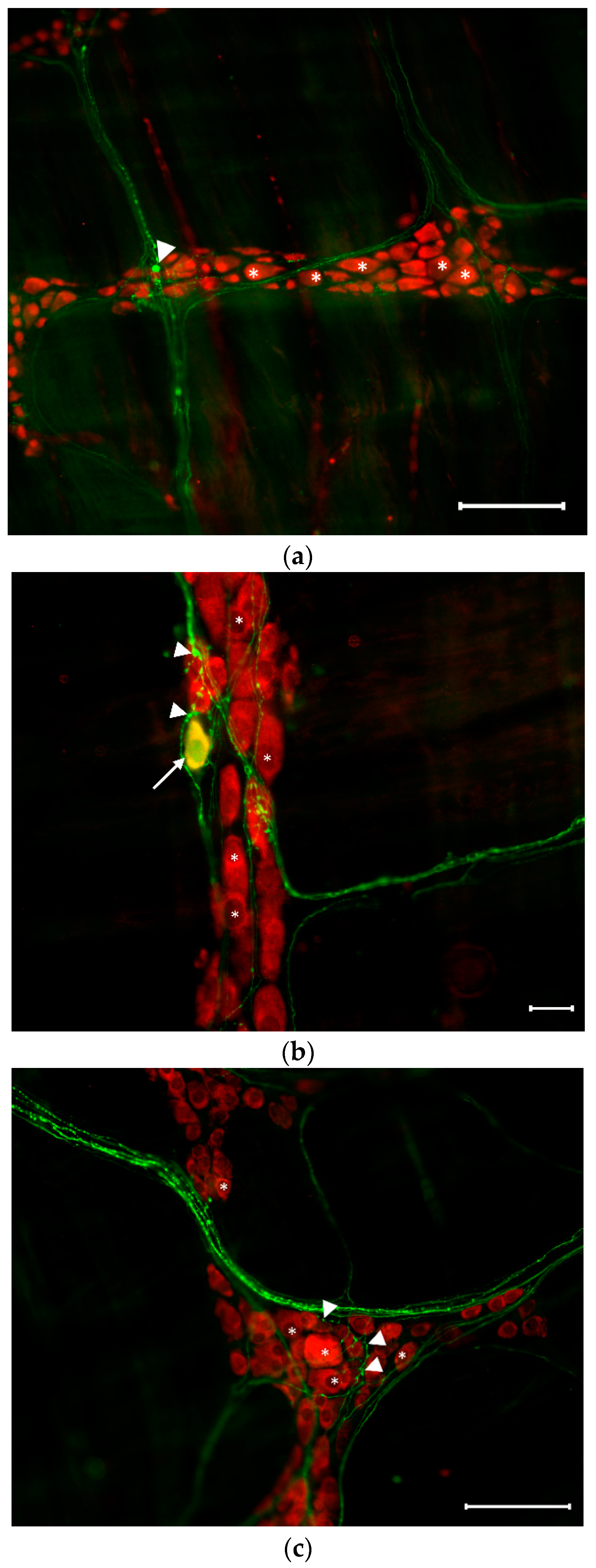 Applsci 11 05949 g001