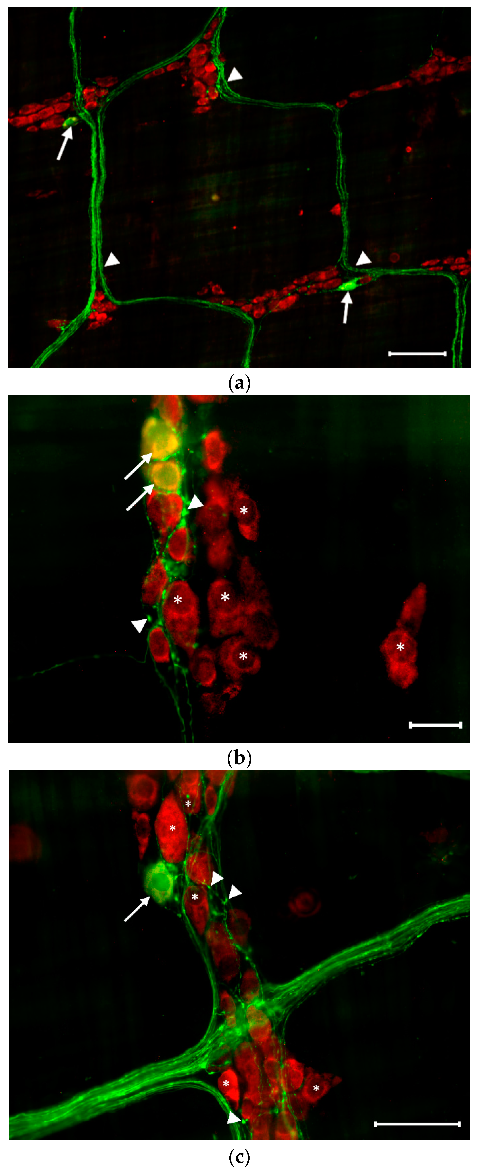 Applsci 11 05949 g003