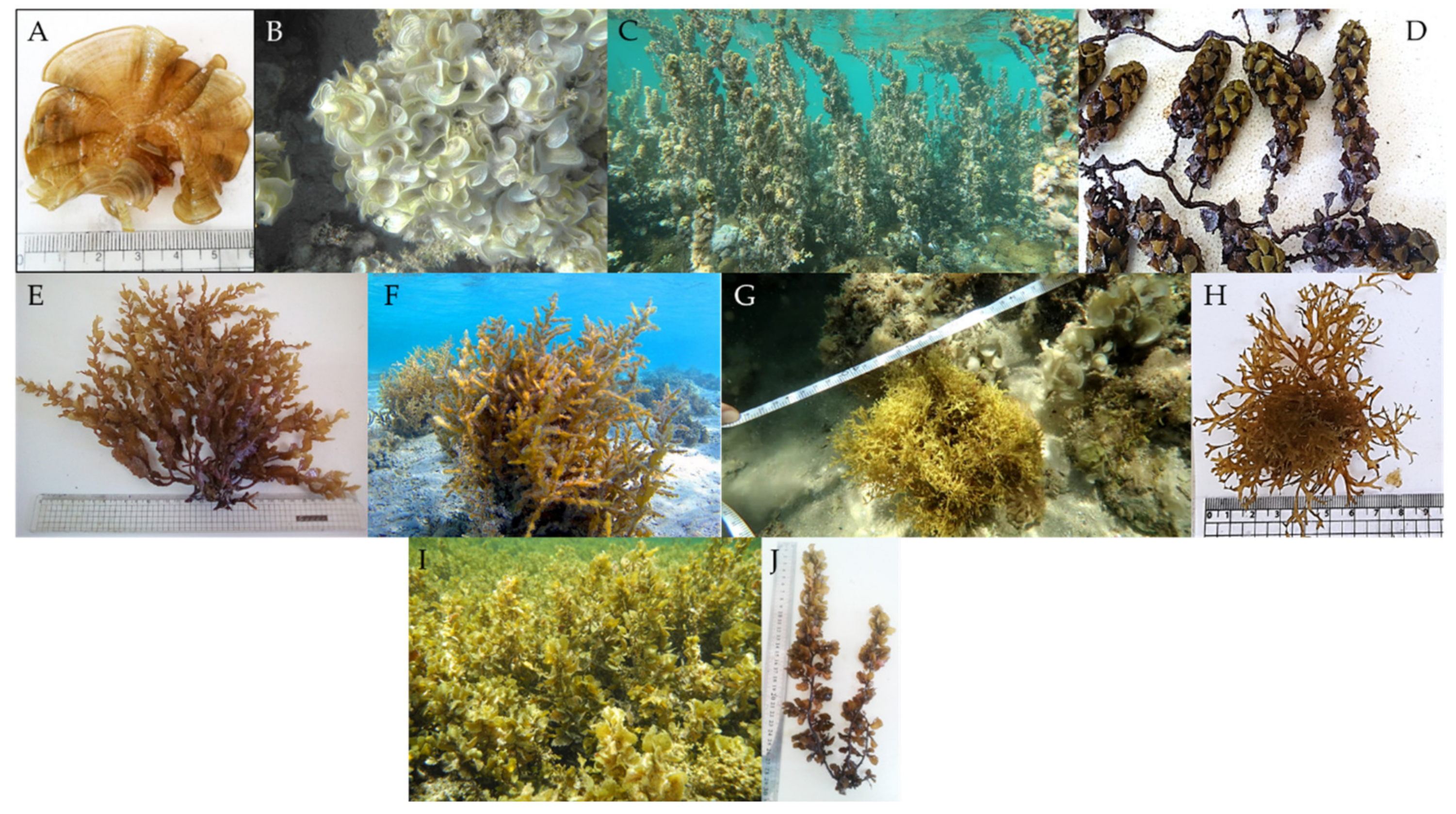 Applsci 11 06290 g001 Applsci 11 06290 g001