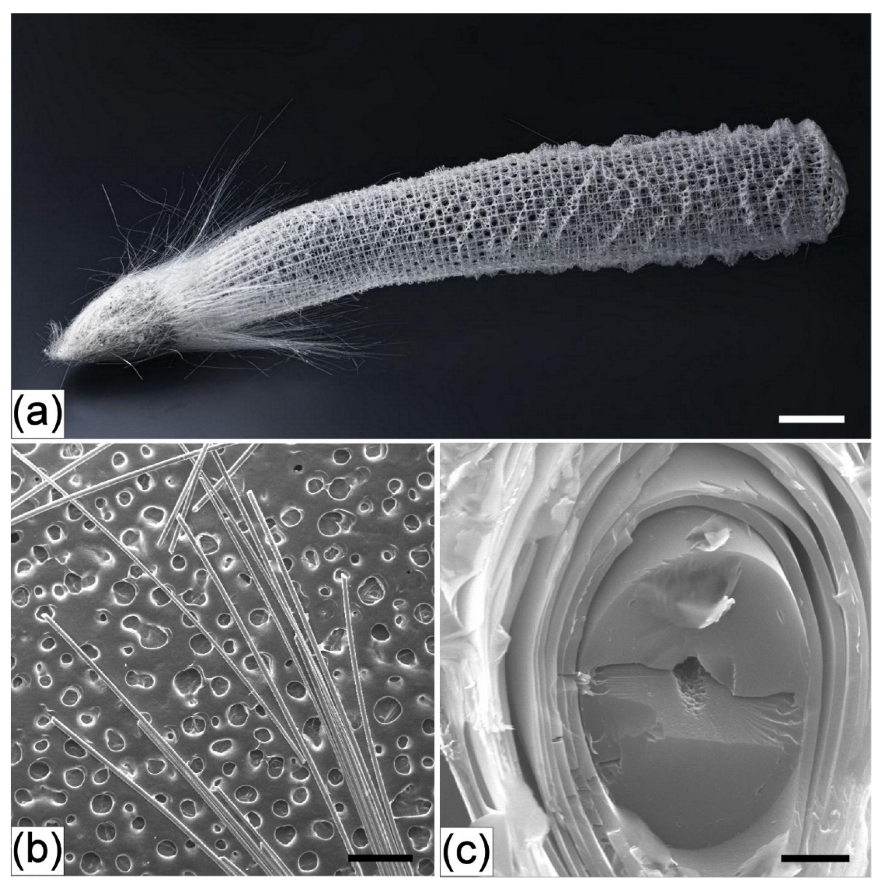 Applsci 11 06587 g005 Applsci 11 06587 g005