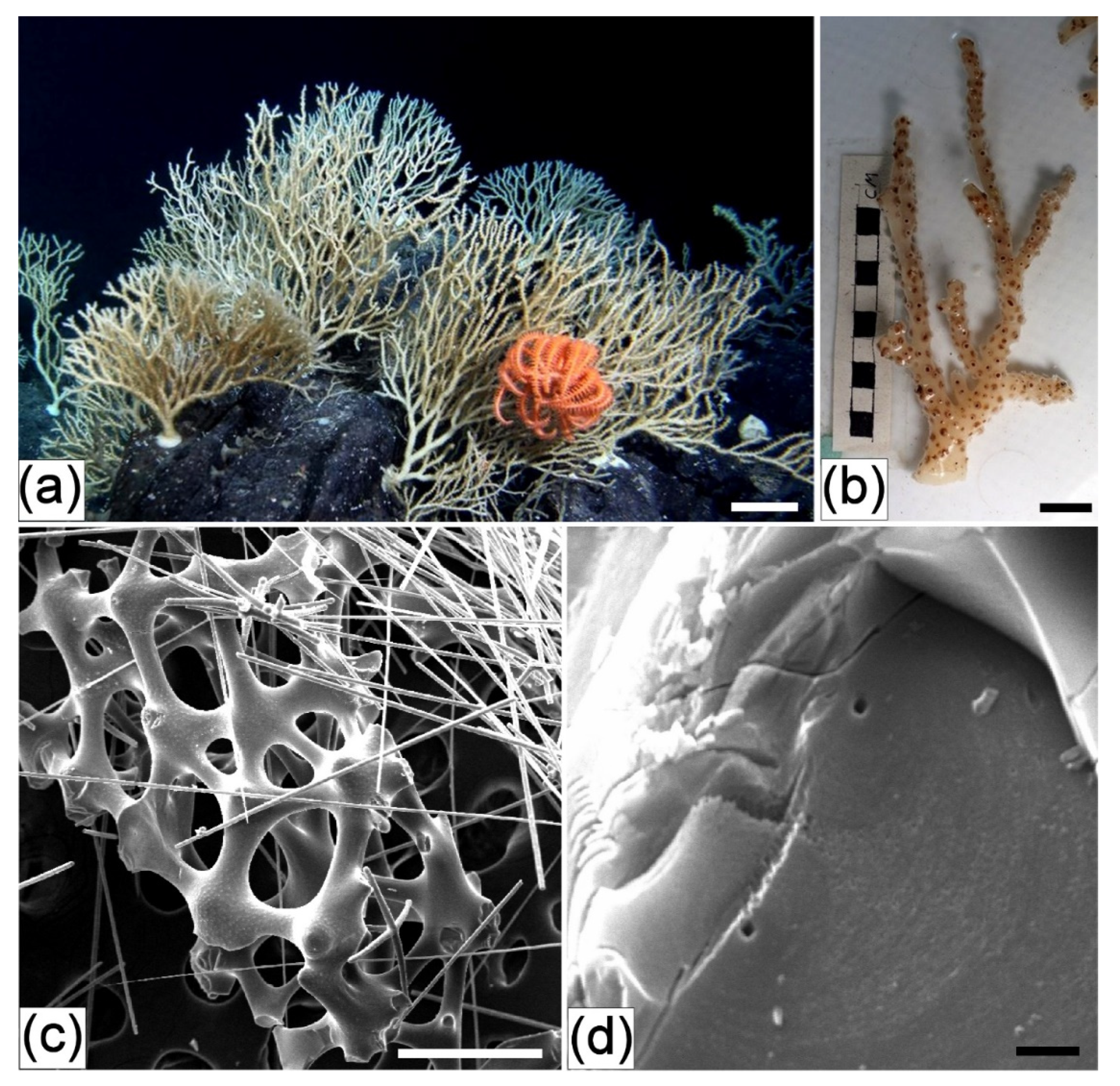 Applsci 11 06587 g008 Applsci 11 06587 g008