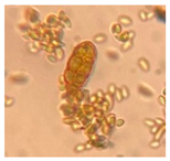 Applsci 11 06643 i001