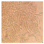 Applsci 11 06643 i002