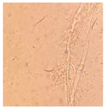 Applsci 11 06643 i003