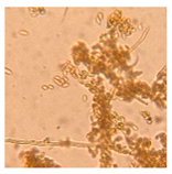 Applsci 11 06643 i005