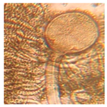 Applsci 11 06643 i006