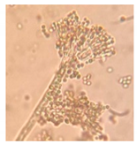 Applsci 11 06643 i007