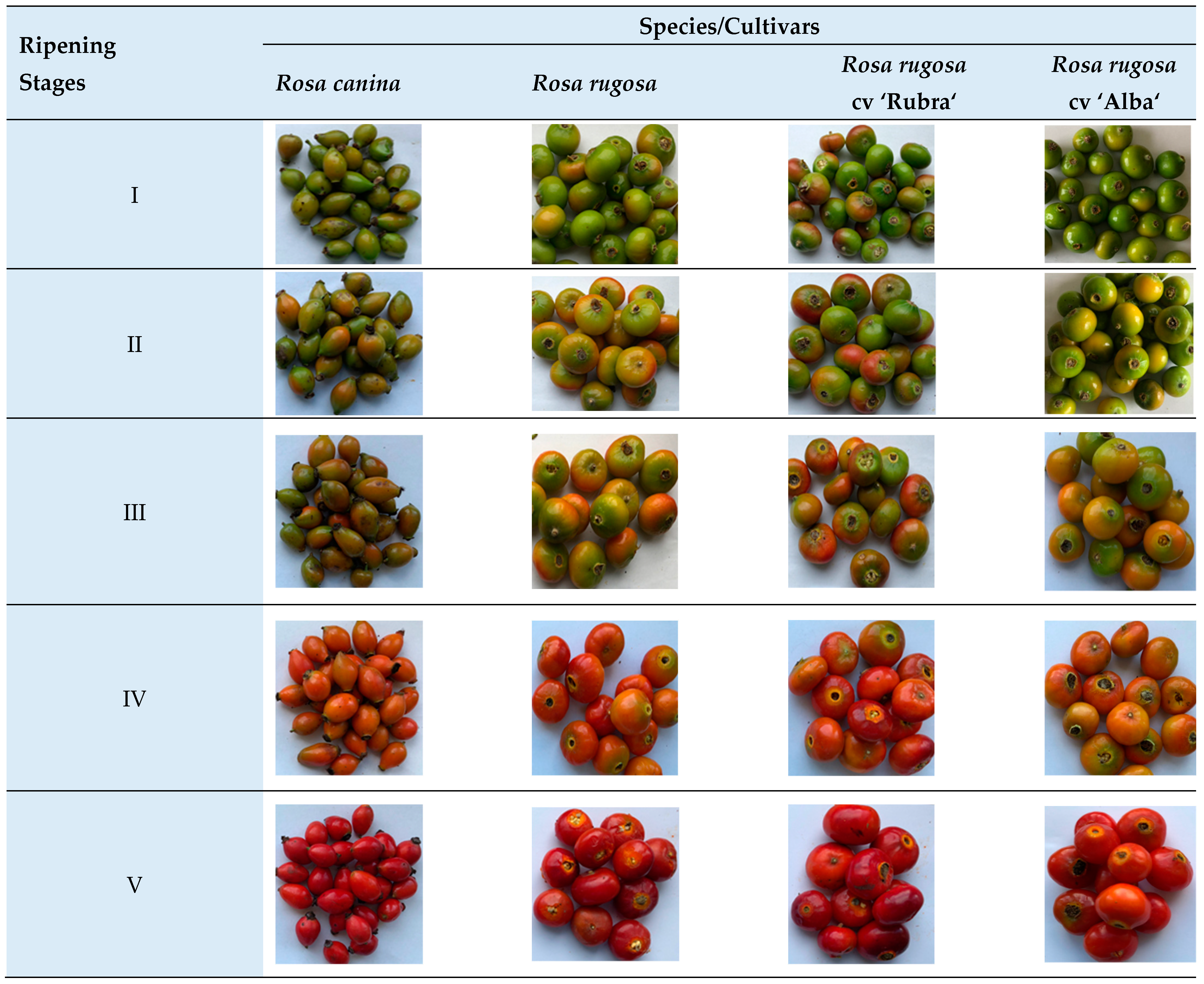 The Effect of Ripening Stages on the Accumulation of Carotenoids ...