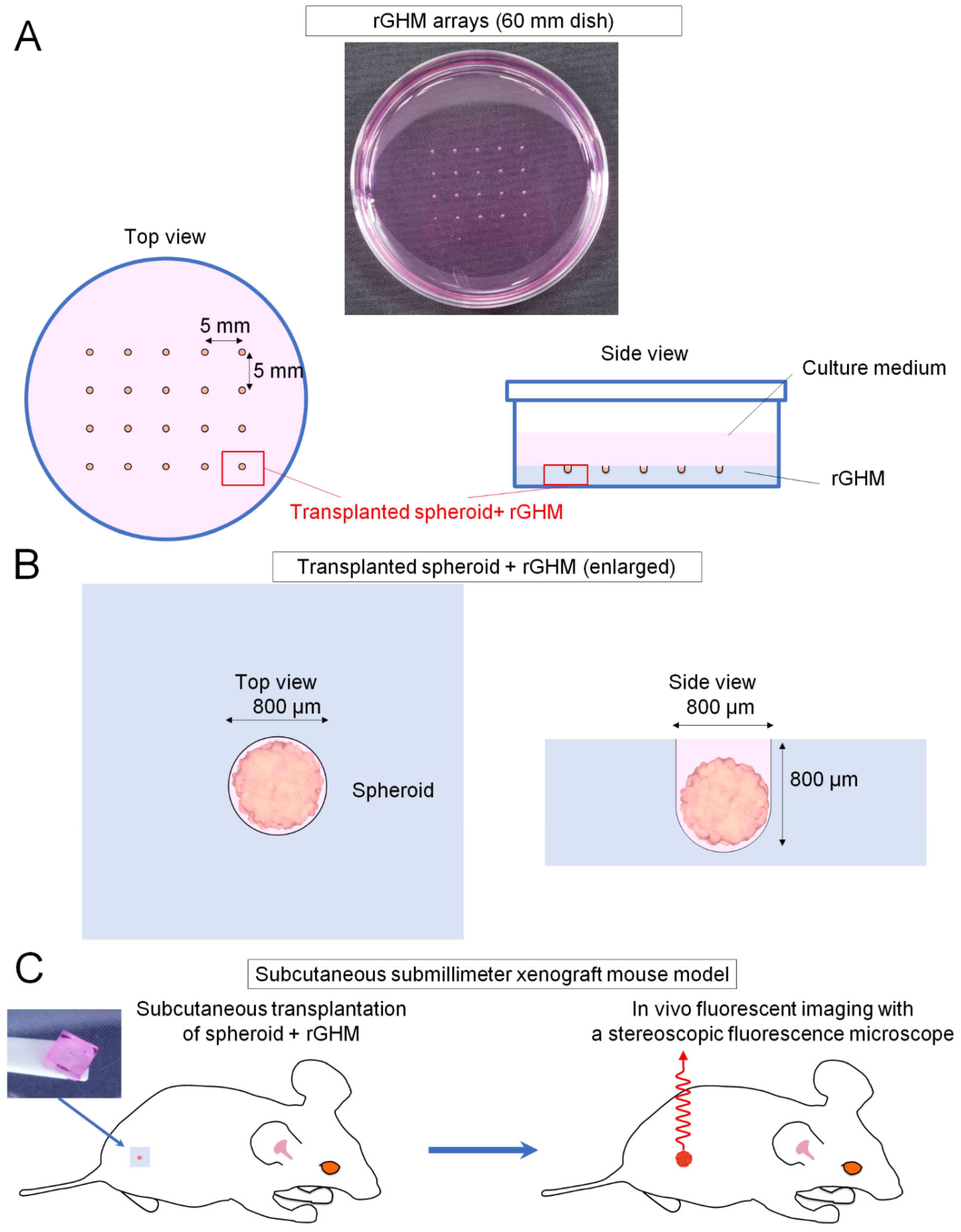 Applsci 11 07031 g001