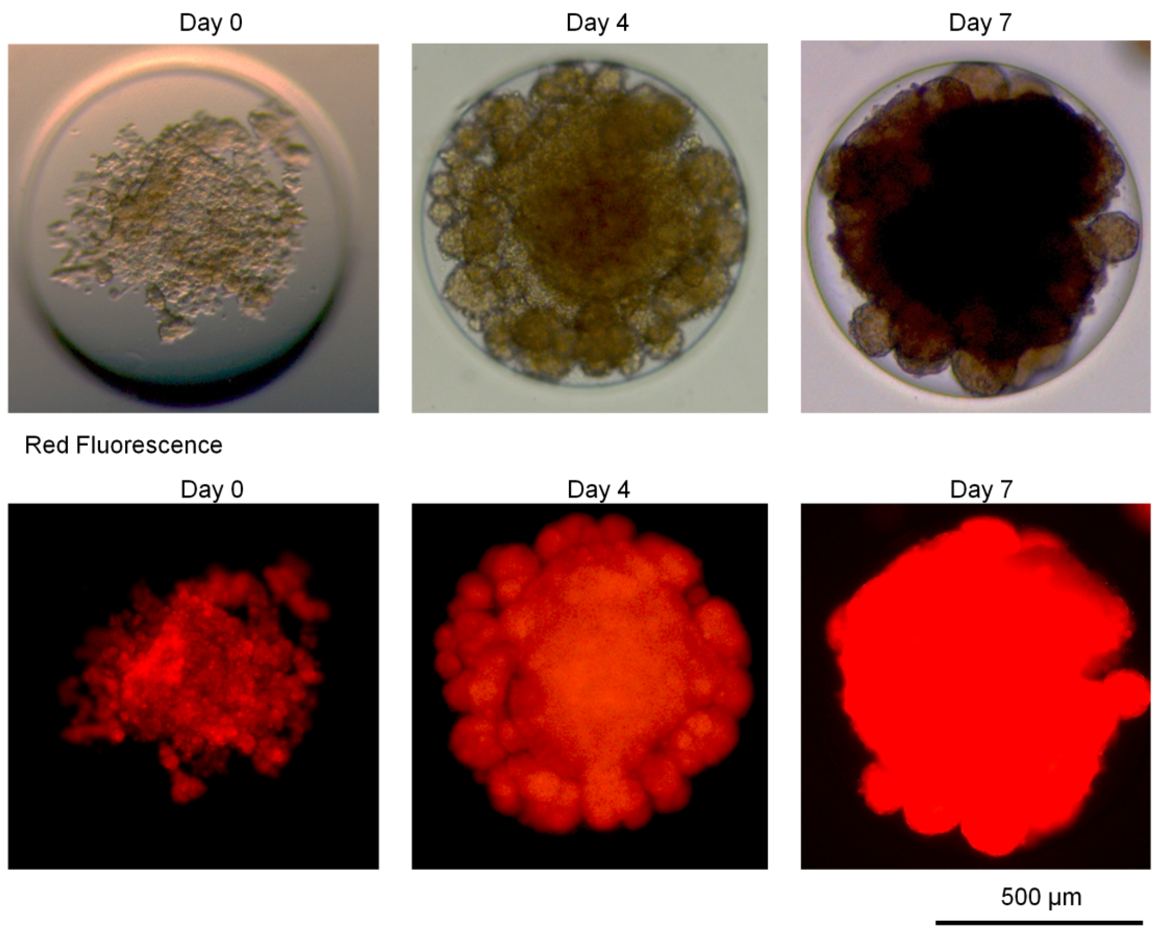 Applsci 11 07031 g002