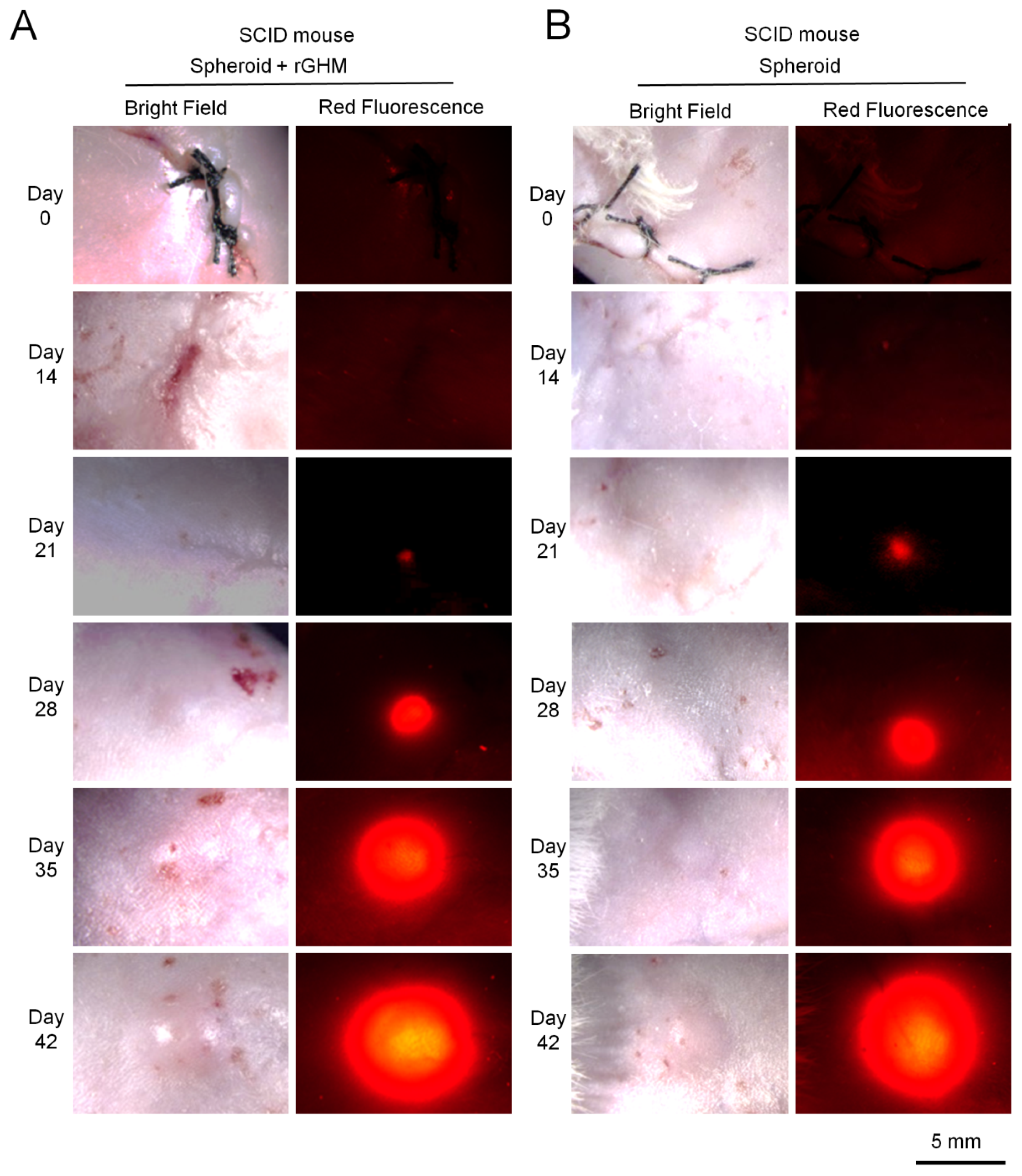 Applsci 11 07031 g003