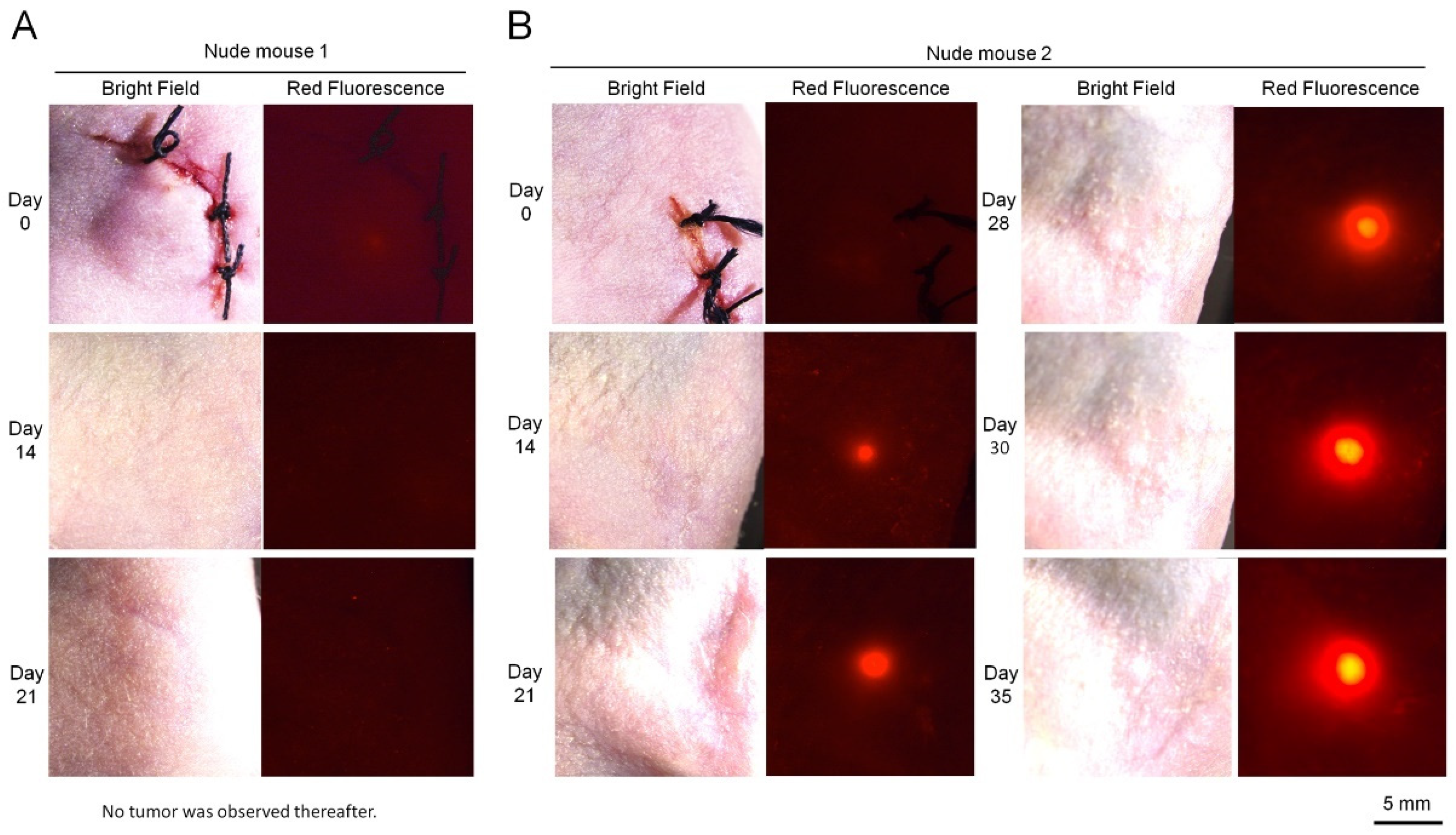 Applsci 11 07031 g005