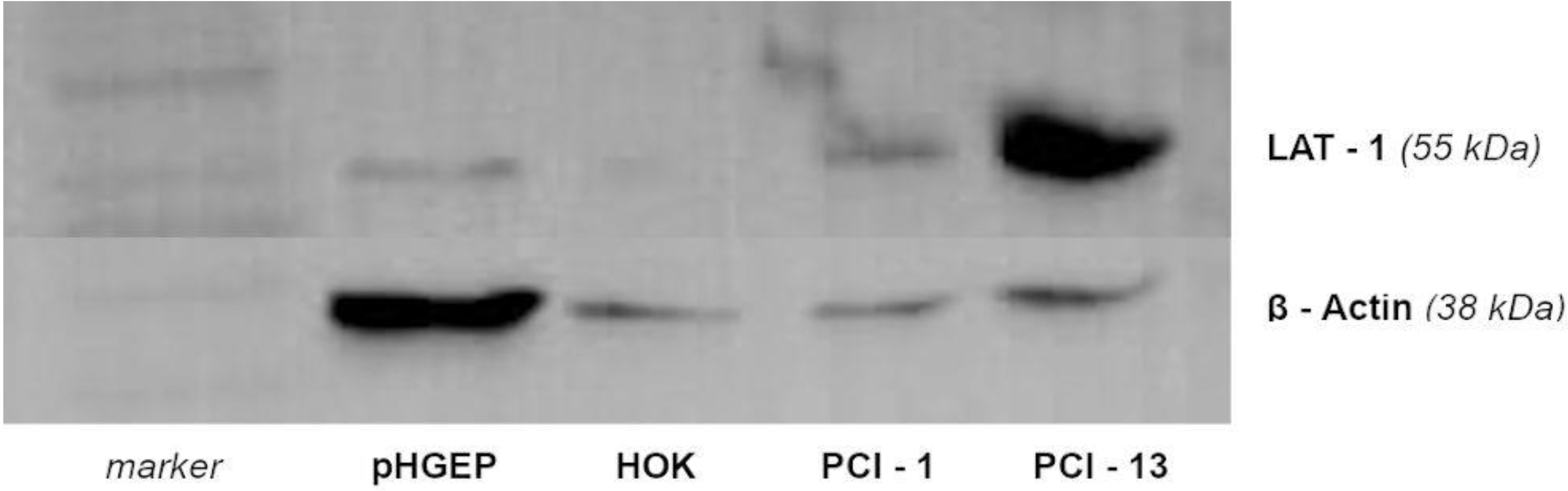 Applsci 11 07286 g002 Applsci 11 07286 g002