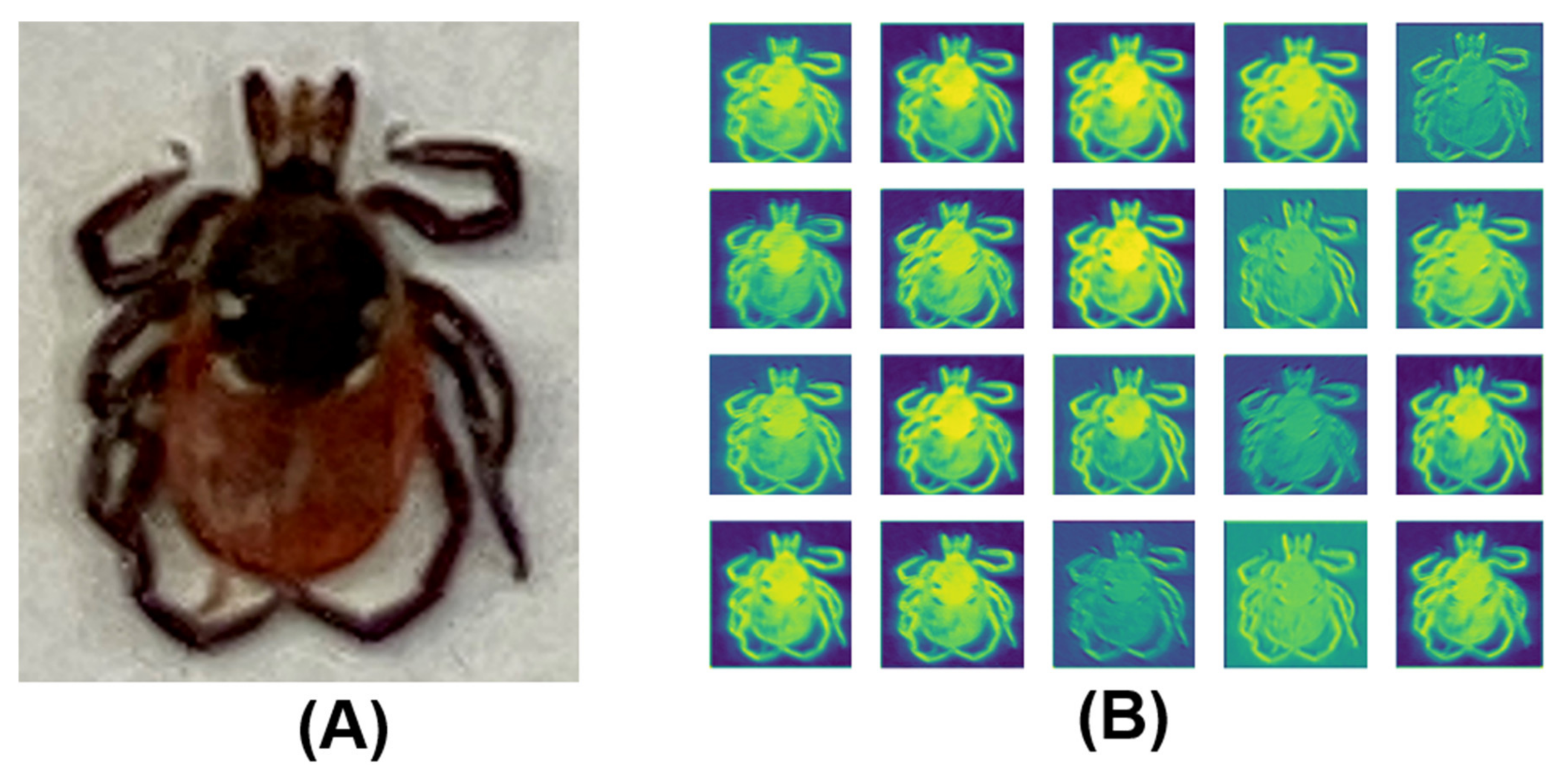 Applsci 11 07355 g004