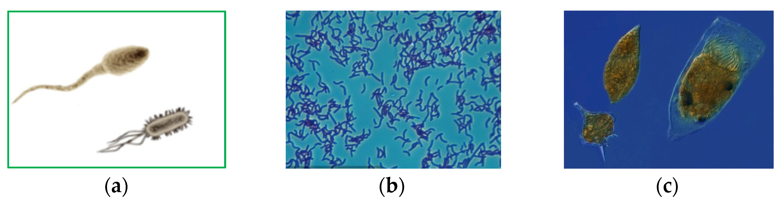 Applsci 11 07361 g001