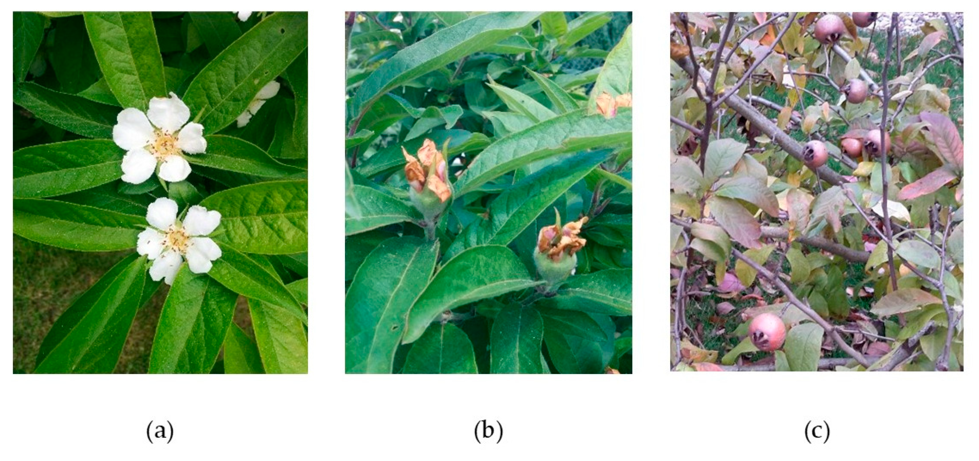 Applsci 11 07528 g001