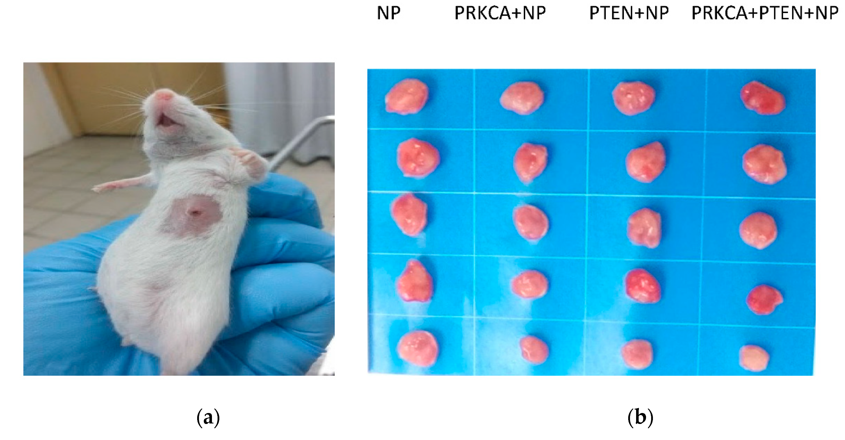 Applsci 11 08133 g005