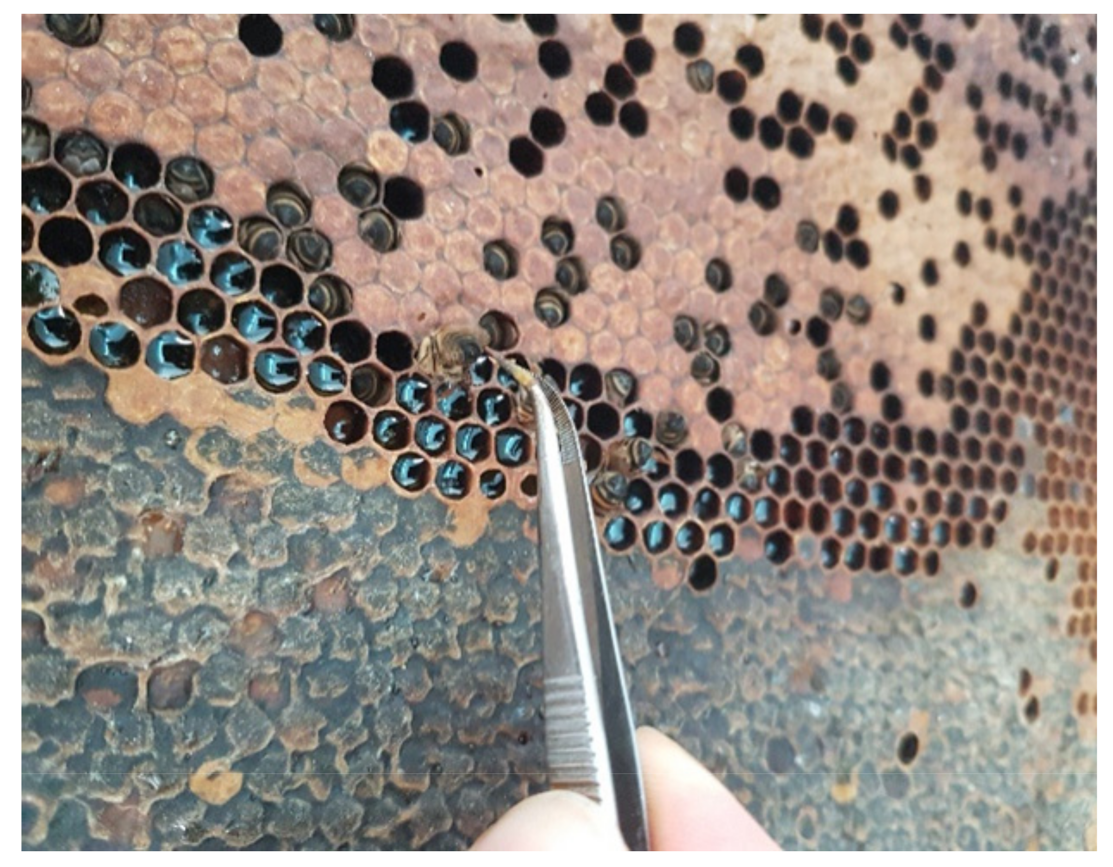 Applsci 11 08260 g007