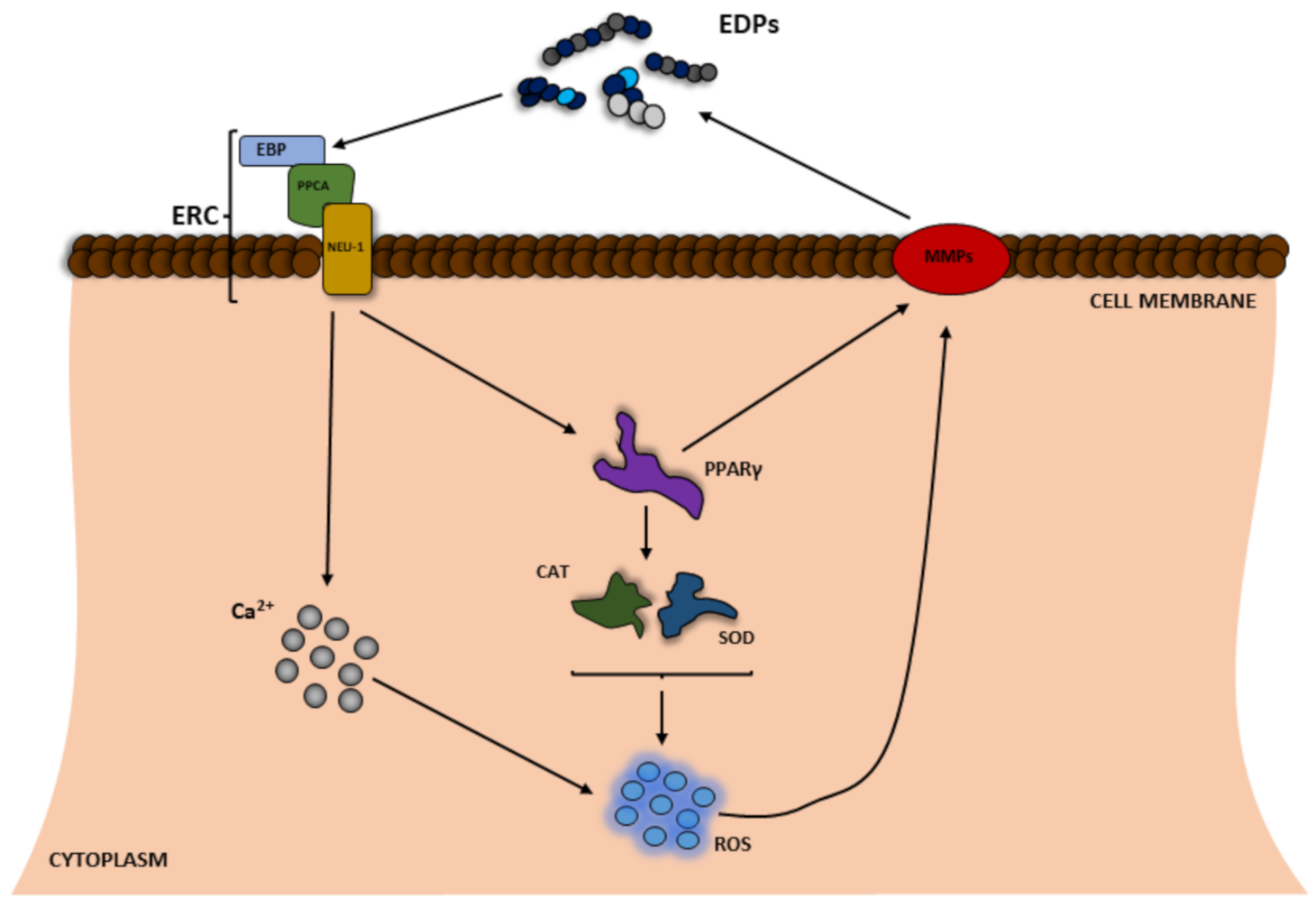 Applsci 11 08732 g002 Applsci 11 08732 g002