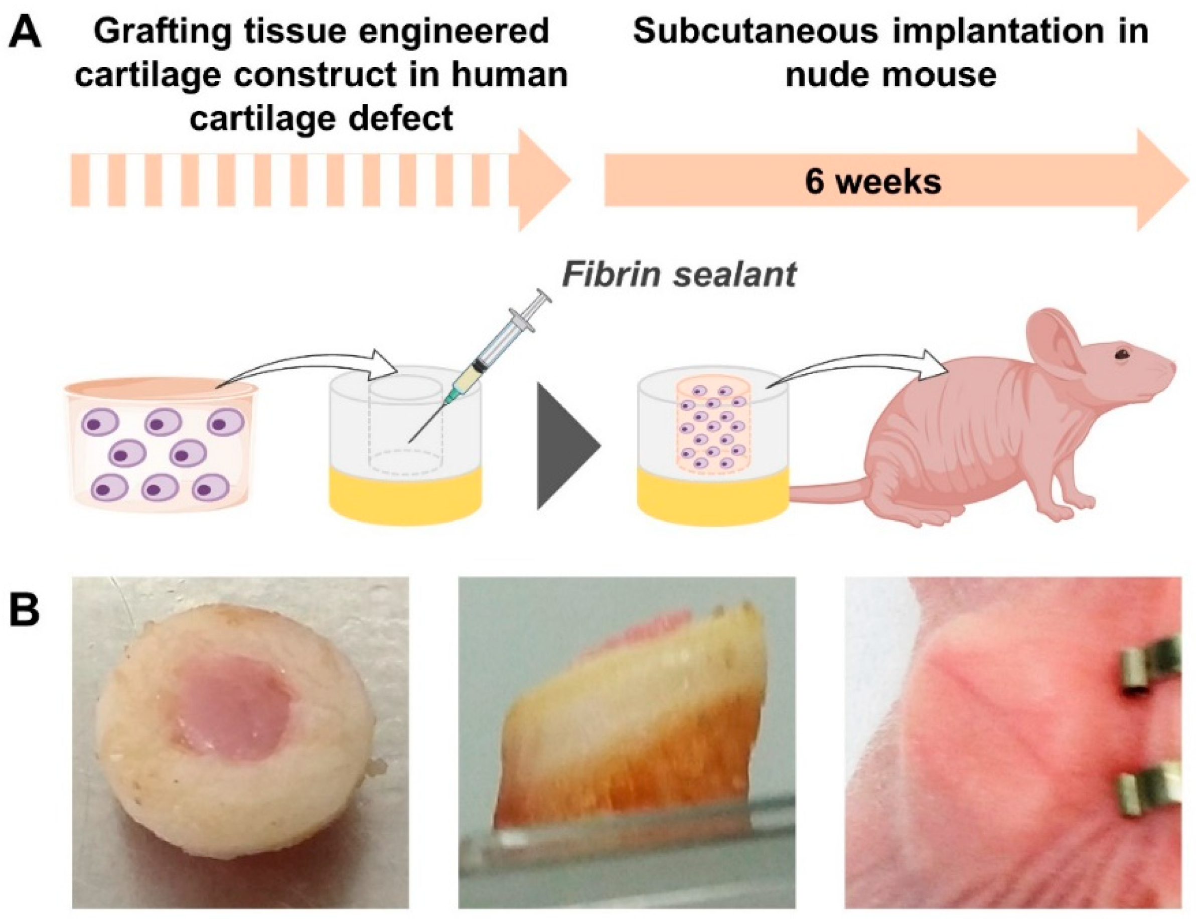 Applsci 11 08923 g006