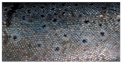 Applsci 11 09039 i009
