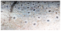 Applsci 11 09039 i010
