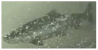 Applsci 11 09039 i023