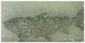 Applsci 11 09039 i036