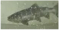 Applsci 11 09039 i038