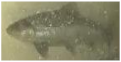 Applsci 11 09039 i040