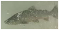Applsci 11 09039 i043