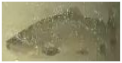 Applsci 11 09039 i046