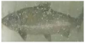 Applsci 11 09039 i047