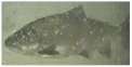 Applsci 11 09039 i048