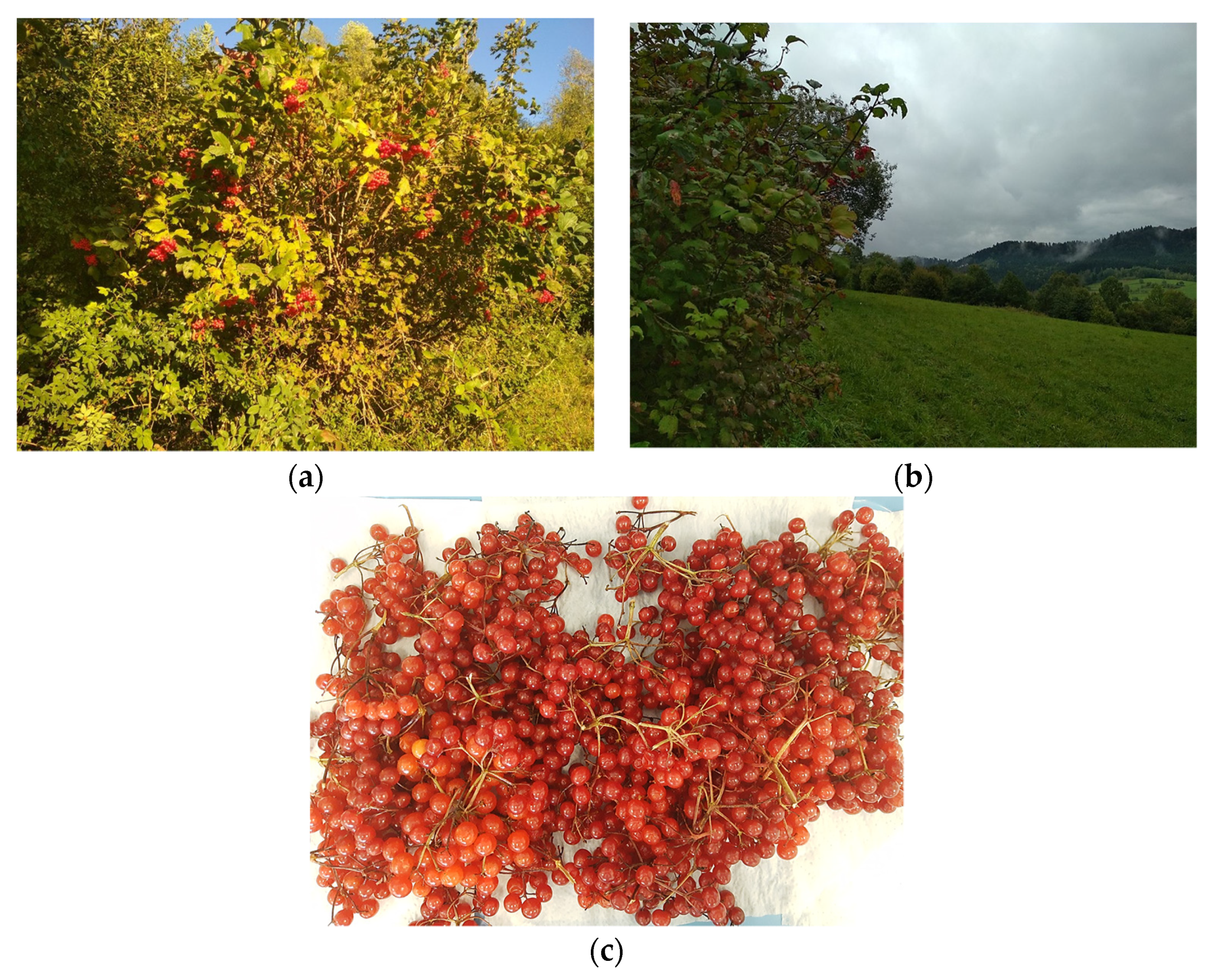 Applsci 11 09221 g001