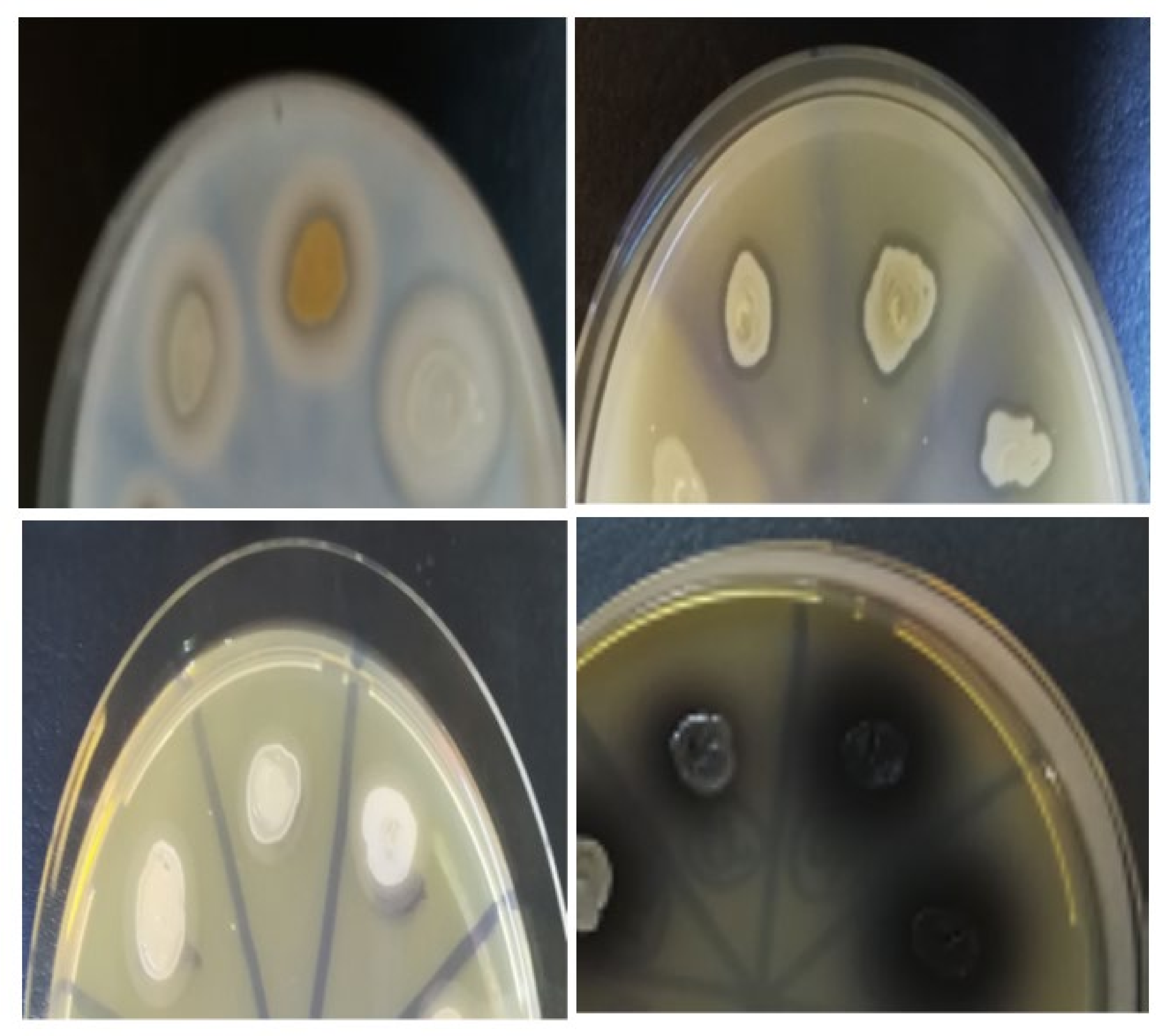 Applsci 11 09740 g004