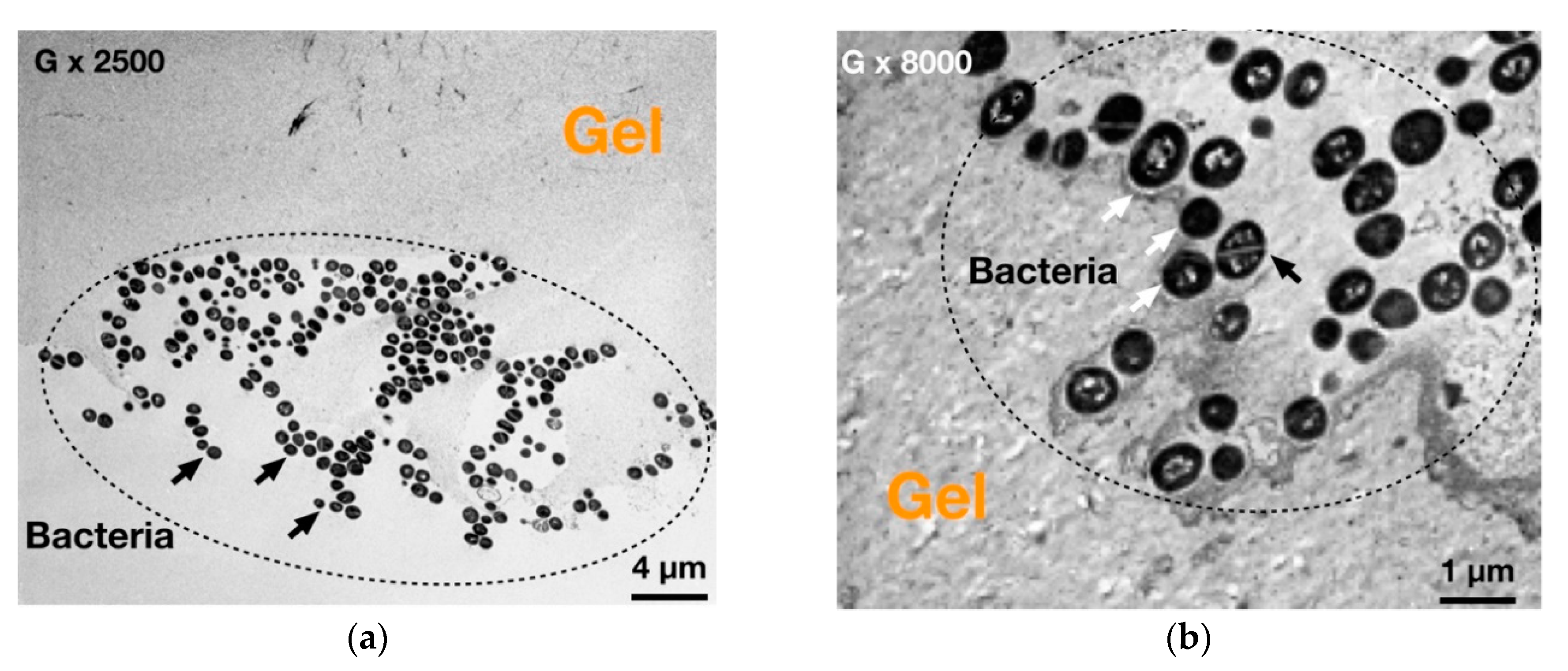 Applsci 11 10050 g0a3