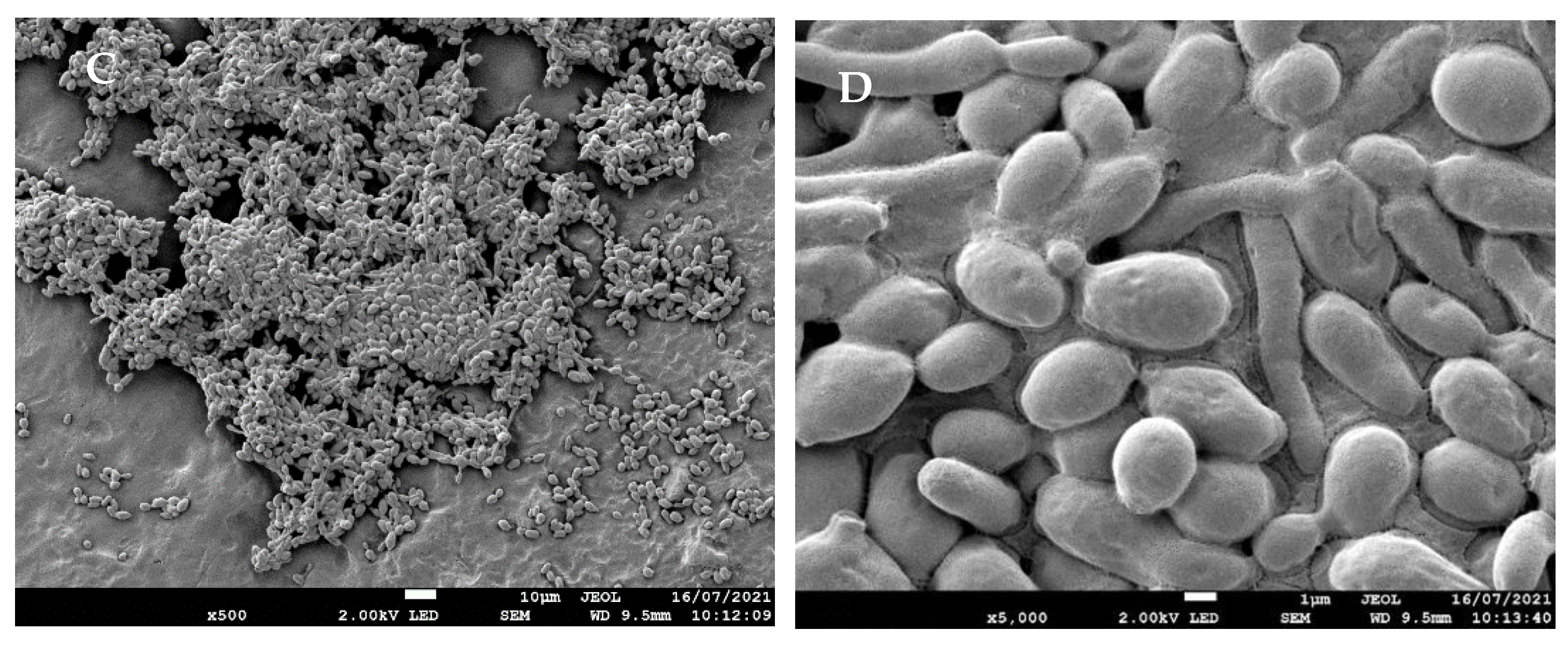 Applsci 11 10367 g003b